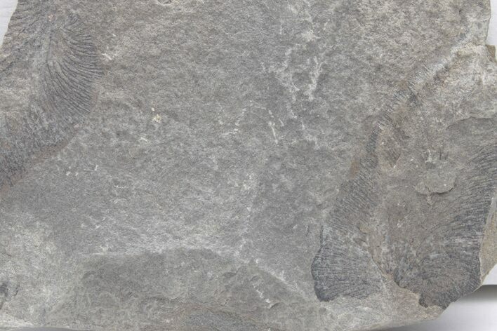Pennsylvanian Fossil Fern (Macroneuropteris) Plate - Kentucky #224711